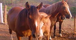 equine retreat costa rica