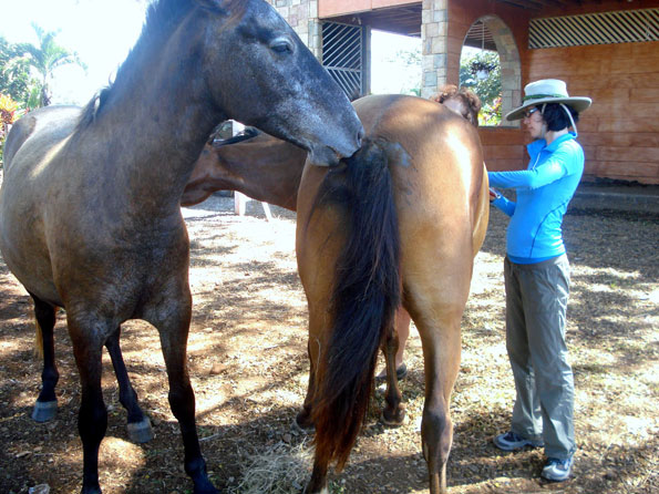 equine retreat