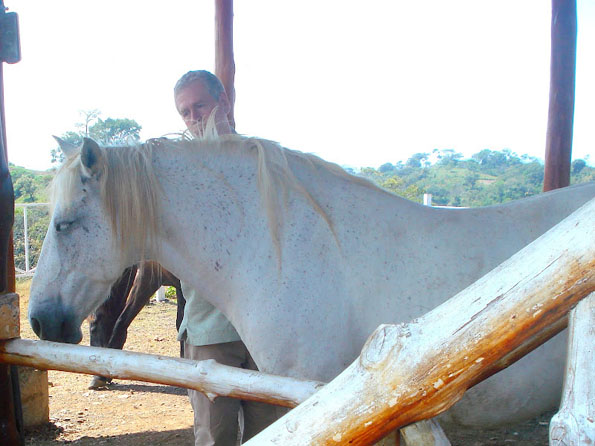 horse healing costa rica