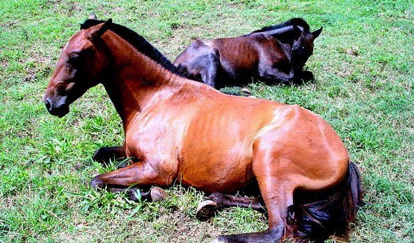 Horse Therapy: Equine Facilitated Human Development and Counseling